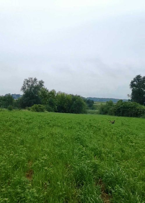 35 соток з будинком біля річки — за ціною 1-кімнат квартири | 47 000 $