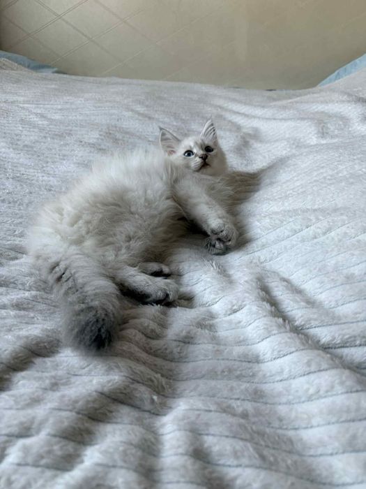 Kocurek Neva Masquerade Syberyjski