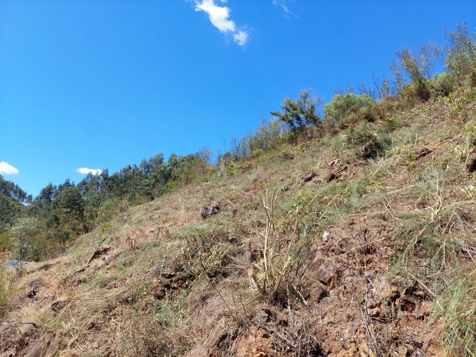 Rocagem de terrenos