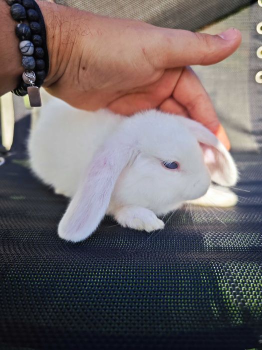 Coelhinhos anão Holland Lop 2 Meses