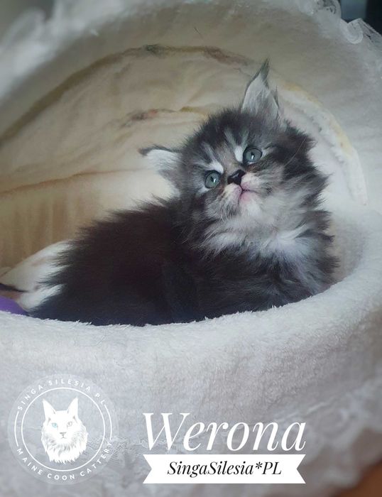 Kotka maine coon z rodowodem FPL/FIFe