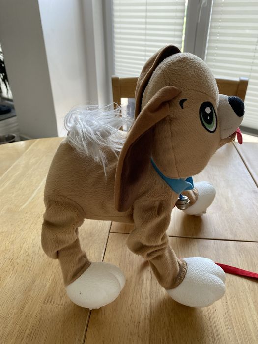 Piesek Boogie do wyprowadzania