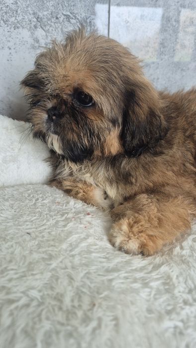 Shih Tzu śliczna suczka