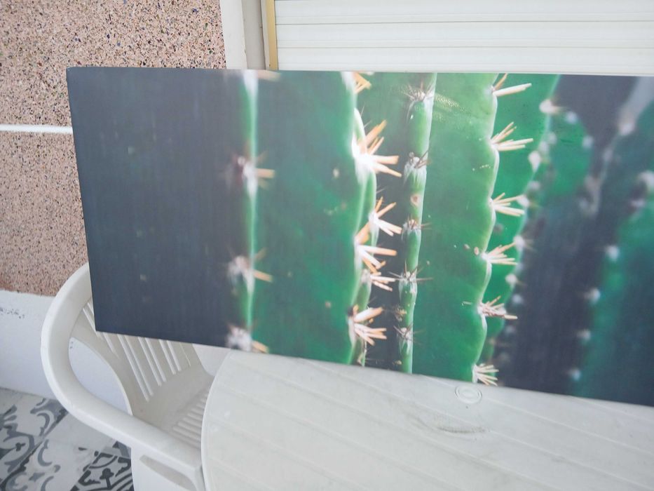 Tela Cactus (Canvas Cactus) da Conforama,