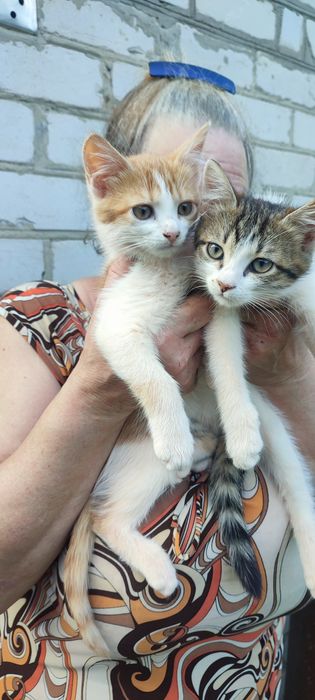 Віддам котят,хлопчіки
