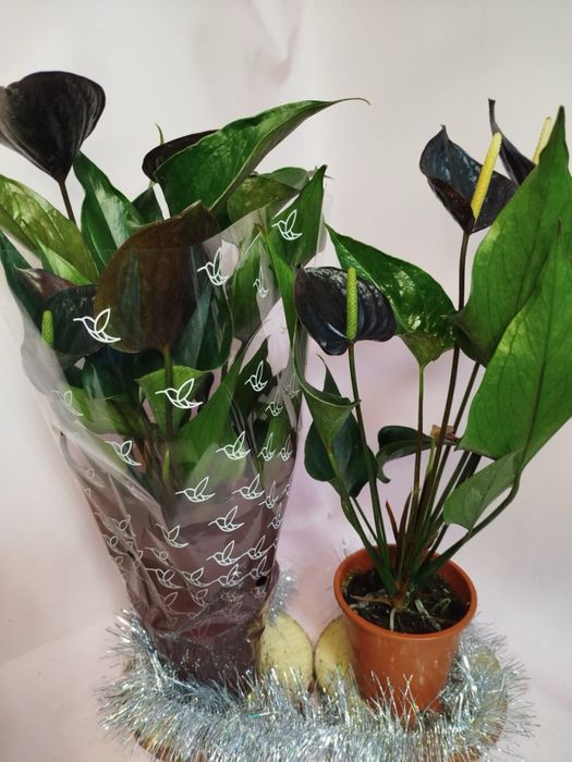 Антуріум,селагінела,хойя,драцена,шефлера,каланхоє