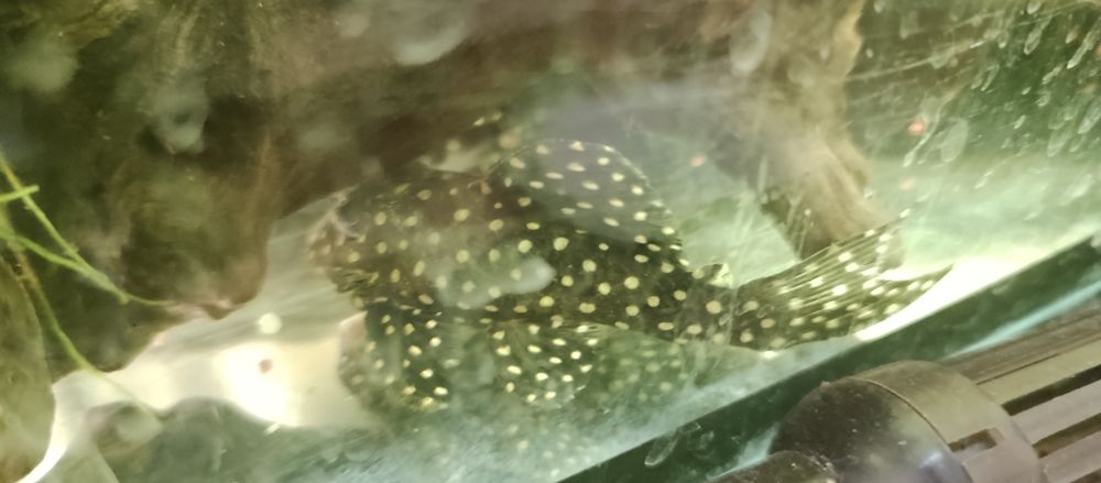 Zbrojniki L 201 bardzo ładne