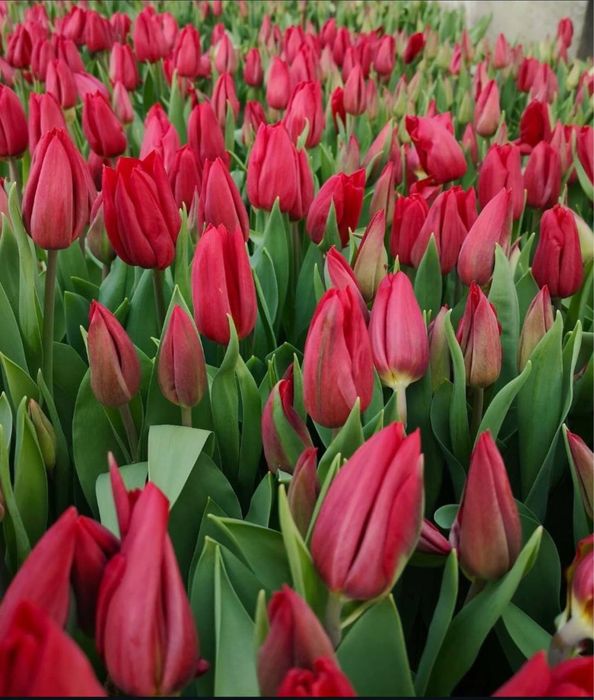 Тюльпан / Зріз тюльпану/ Квіти/ Опт 8 березня