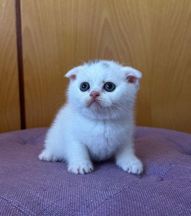 Gatinho Scottish Straight