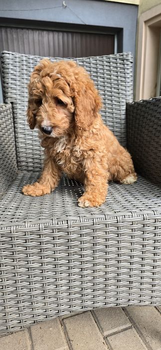 Cockapoo/ dziewczynka