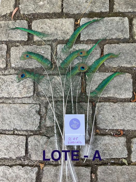 Pavão, penas para decoração