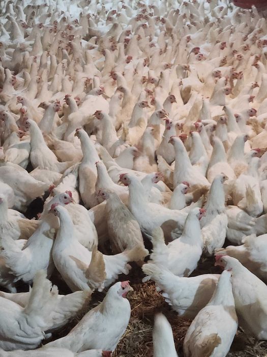 Kury nioski Rosa młode z pierwszym jajkiem. Leghorn. Dowóz Gratis.