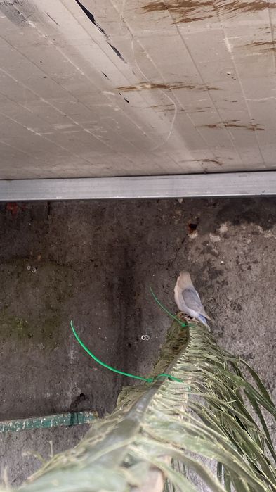 Vendo Agapones rossicols