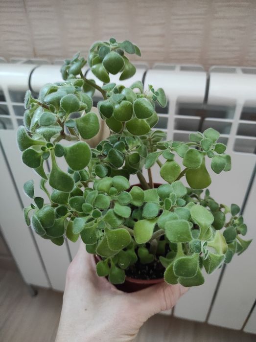 Хойя,хоя карноза,аїхрізон(дерево кохання), кімнатні рослини