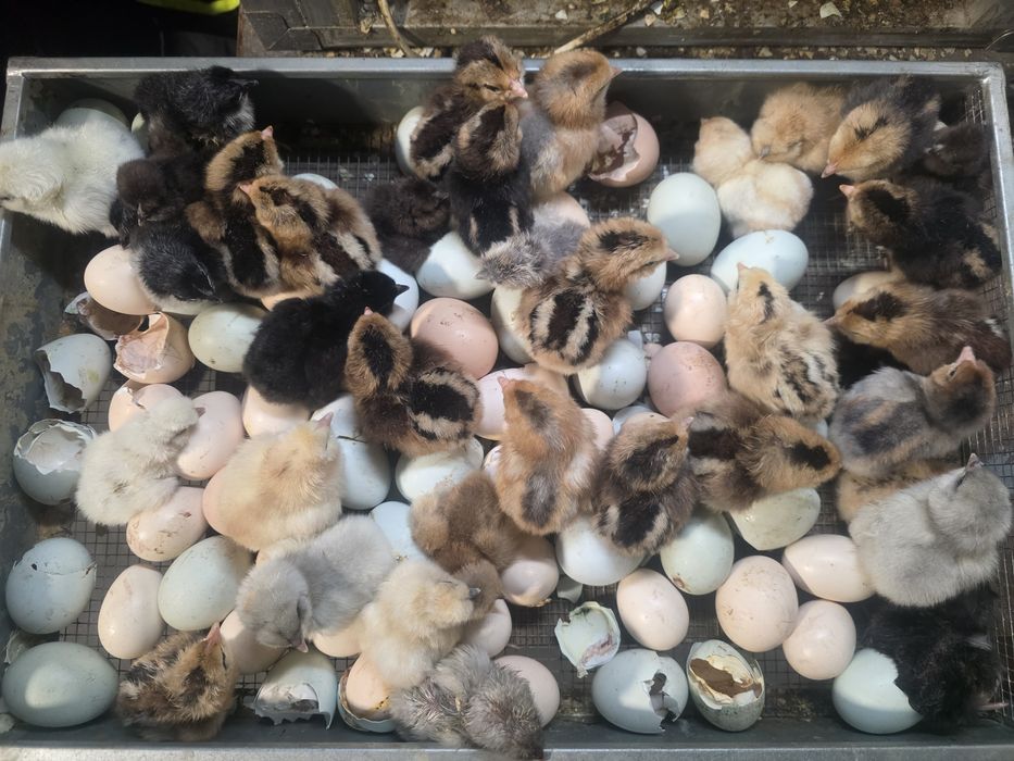 Kury rosy kury silki kury araukany naturalne ekologiczne kury