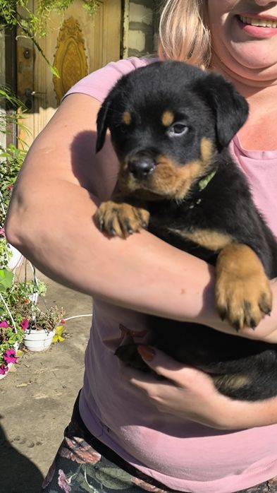 Продам щенки ротвейлера(БРОНЬ)