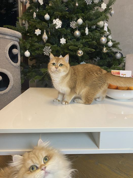 Zlota szynszyla kotka do adopcji