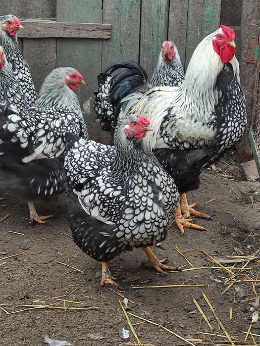 Віандот серебристий(яйця)