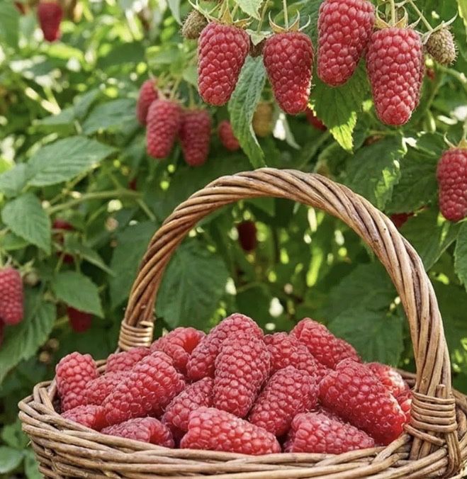 Продам саженцы малины Феномен