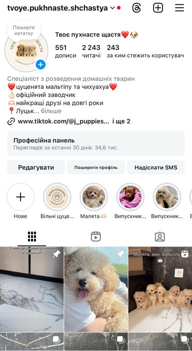 Шоколадний хлопчик мальтіпу. Ми в Луцьку