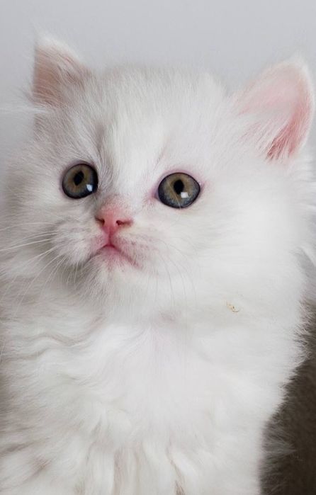 Пушистый белый шотландский котёнок