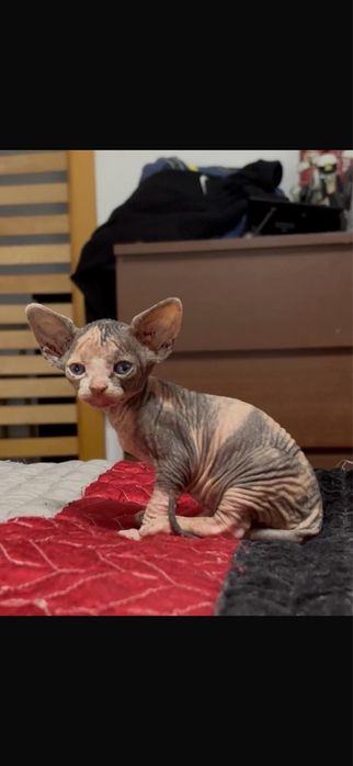 Canadian sphynx menina