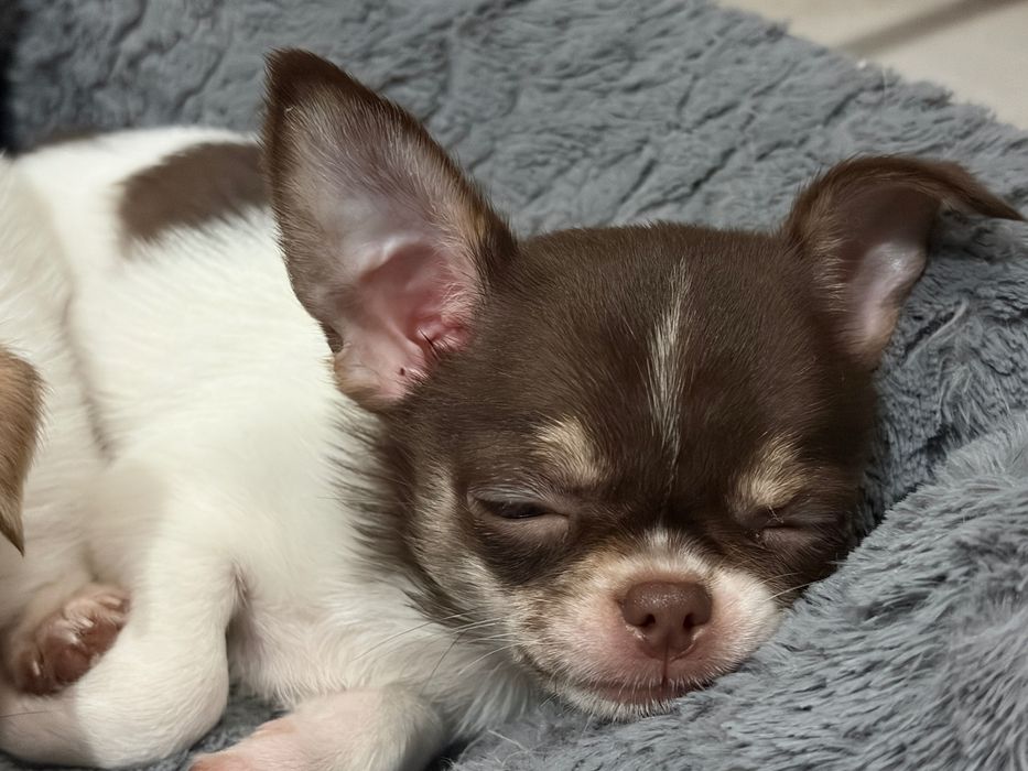 Último da ninhada Chihuahua macho