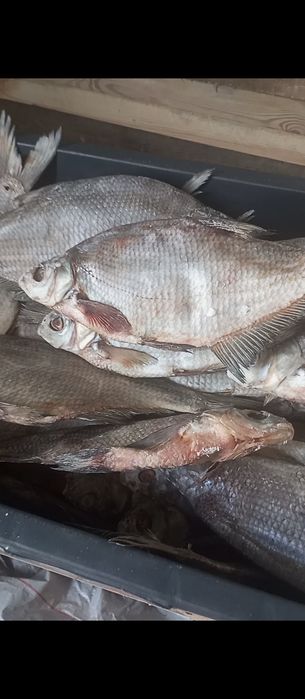 Вилково ,Судак  другая рыба