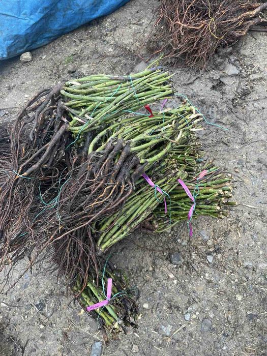 Саджанці троянд / Саженцы розы / Опт / ЗКС / ВКС