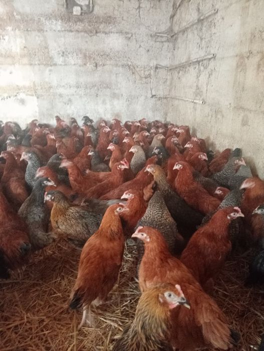 Kury nioski, kury, Rossa, Sonia, leghorn, tęczanka, messa, sussex