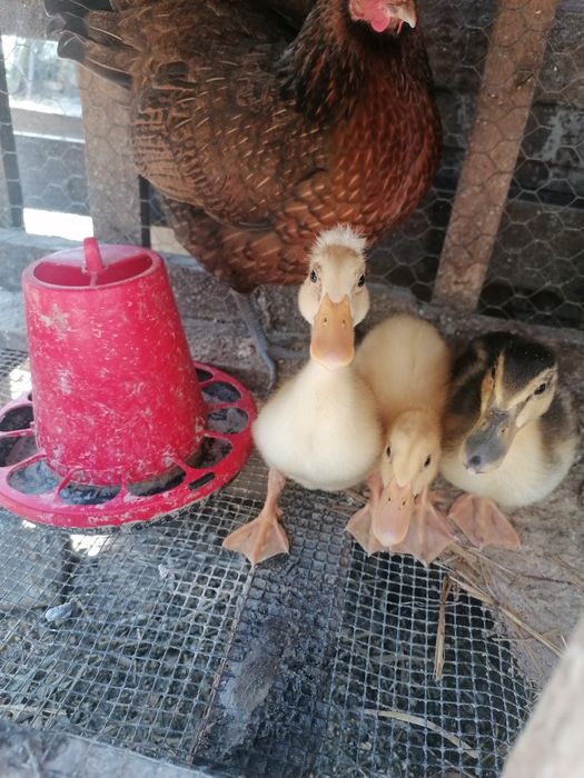 Cedo patos pompons e portadores.