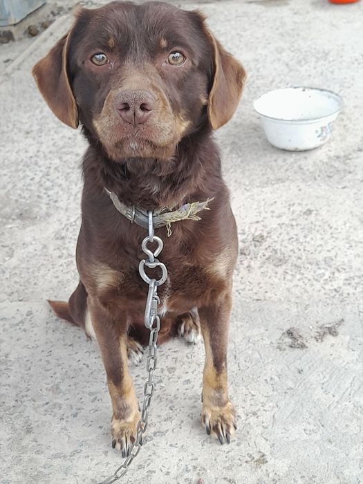 собака мисливська