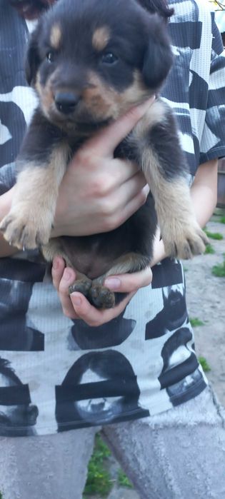 Віддам собаченнят