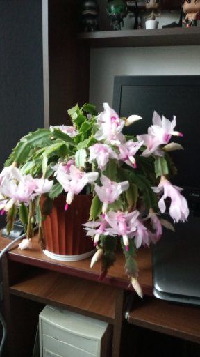 Мої шлюмберги, які я обожнюю за легкий догляд і красиві квіти