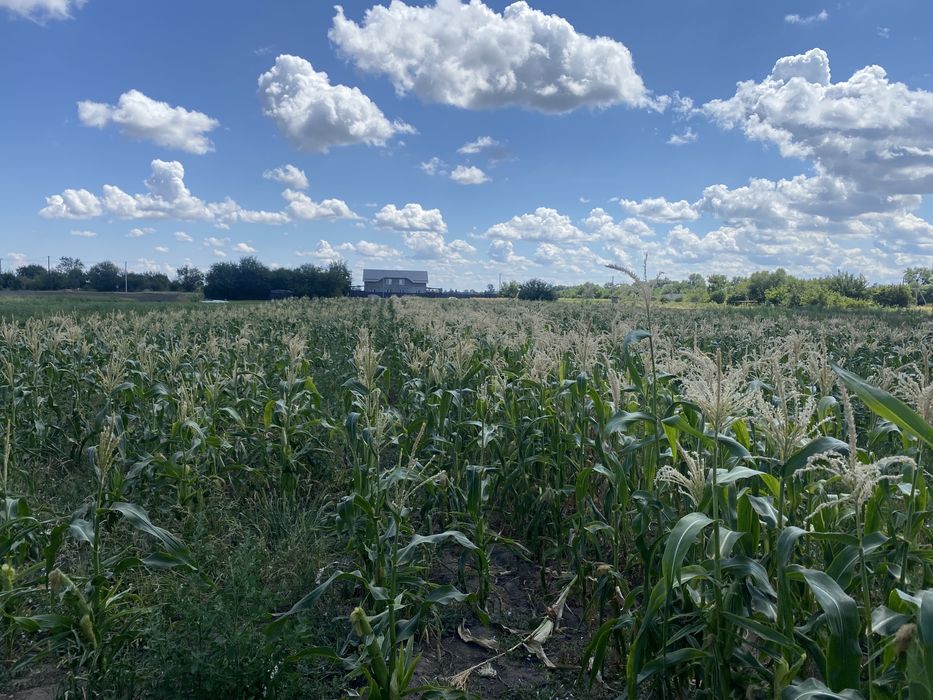 Продаж ділянки під забудову. Леськи. 25 соток