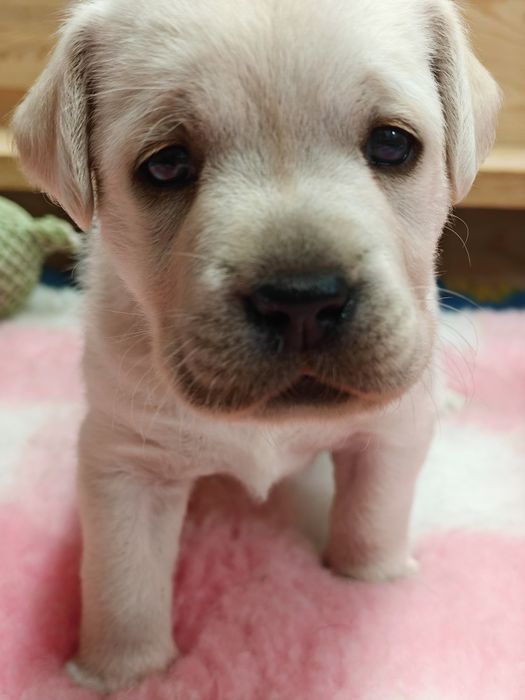 Labrador Retriever suczka