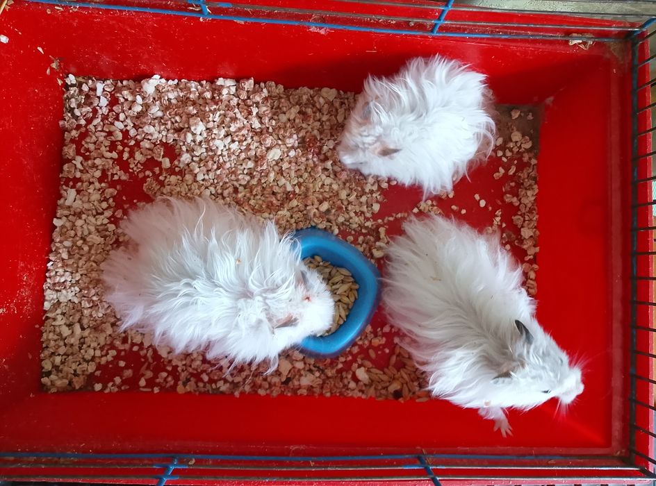 Королевский хомяк