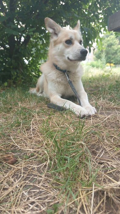 Отдам собаку в добрые руки