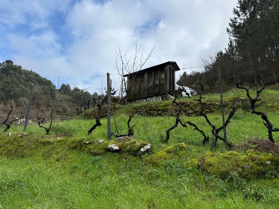 Quinta  6500 m2.
