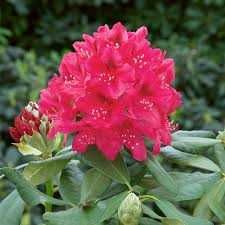 Rododendron 'Nova Zembla' - różanecznik cena 55 zł