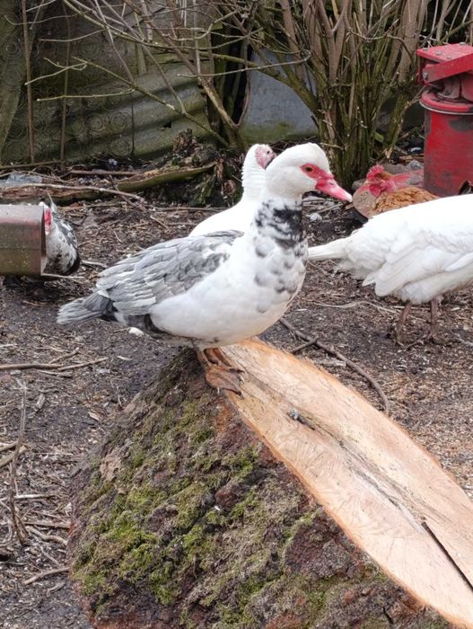 Продам качки шипуни