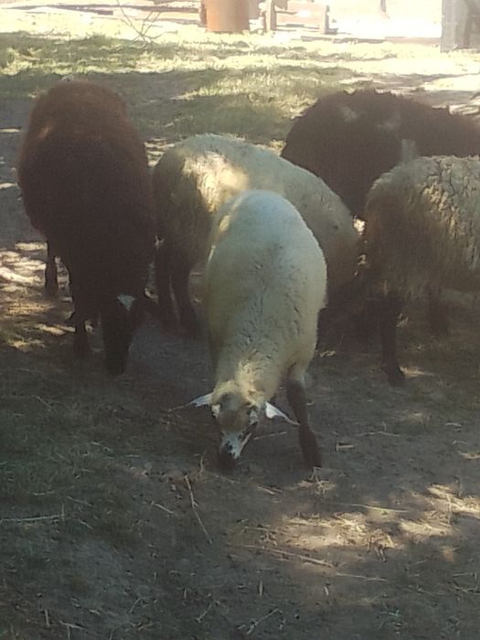 Вівці породи суффолк