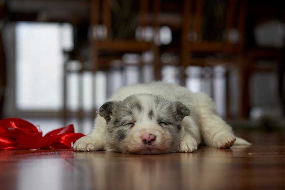Uroczy szczeniak Border Collie seal merle- Kodi.