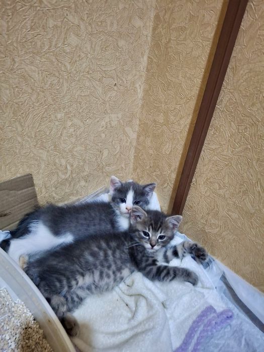 котик кошеня киця безкоштовно