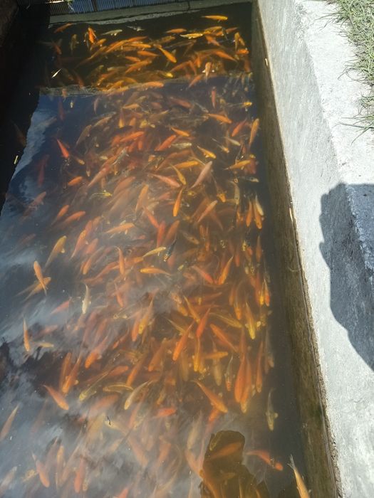 Karp koi 10-12cm ryby do oczka