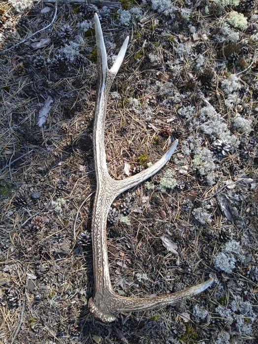 Poroże jelenia zrzut