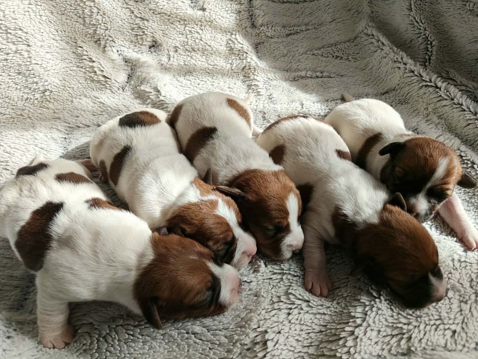 Jack Russell Terrier