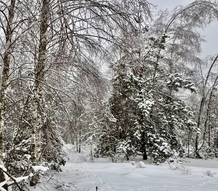 Масив землі у лісі! 16 Га! Плахтянка!