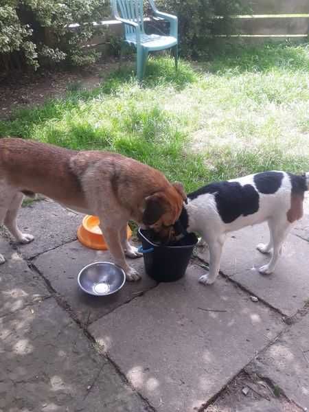 Pieski do adopcji