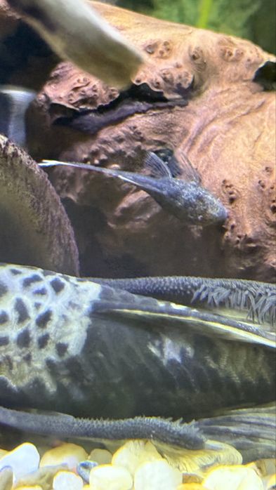 Ancistrus Greean dragon long fin. Zbrojnik Glonojad